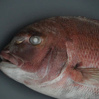 特殊冷凍 玄界灘産 三年養殖「天超」真鯛(マル)