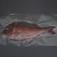 特殊冷凍 玄界灘産 三年養殖「天超」真鯛(マル)