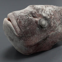 特殊冷凍 玄界灘産 三年養殖「天超」真鯛(お頭)